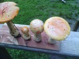 Amanita persicina image