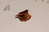 Psilocybe washingtonensis image