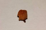 Psilocybe washingtonensis image