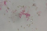 Psilocybe washingtonensis image