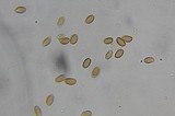 Psilocybe washingtonensis image