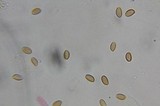 Psilocybe washingtonensis image