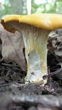 Cantharellus phasmatis image