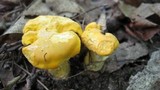 Cantharellus phasmatis image