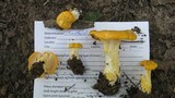 Cantharellus phasmatis image