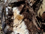 Arcyria obvelata image