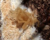 Arcyria obvelata image