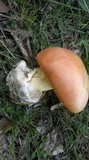 Amanita caesarea image