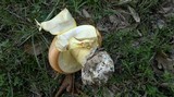 Amanita caesarea image