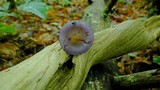 Cortinarius iodes image