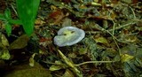 Cortinarius iodes image