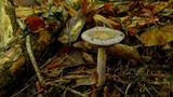 Cortinarius iodes image
