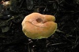 Lactarius hygrophoroides image
