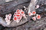 Microstoma floccosum image