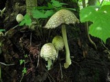 Coprinopsis variegata image