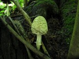 Coprinopsis variegata image