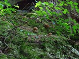 Tylopilus felleus image