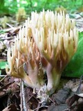 Ramaria murrillii image