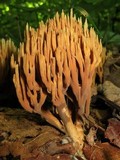 Ramaria murrillii image