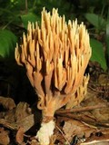 Ramaria murrillii image