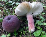 Russula mariae image