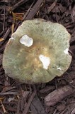 Russula virescens image