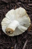 Russula virescens image