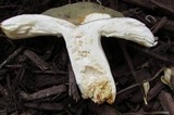 Russula virescens image