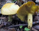 Suillus subaureus image