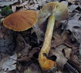 Cortinarius corrugatus image
