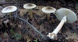 Amanita brunnescens image