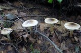 Amanita brunnescens image