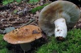 Russula compacta image
