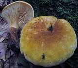 Tapinella atrotomentosa image