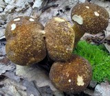Xanthoconium affine image