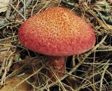 Suillus spraguei image