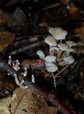 Marasmiellus praeacutus image