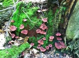 Callistosporium purpureomarginatum image