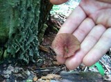 Callistosporium purpureomarginatum image