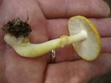 Amanita elongata image