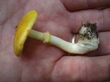 Amanita elongata image