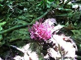 Clavaria zollingeri image