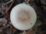 Amanita solaniolens image