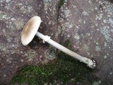 Amanita solaniolens image