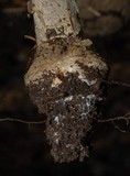 Amanita nothofagi image