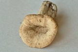 Craterellus foetidus image