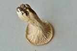 Craterellus foetidus image