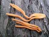 Clavulinopsis aurantiocinnabarina image