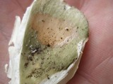 Russula aeruginea image
