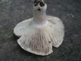 Russula densifolia image
